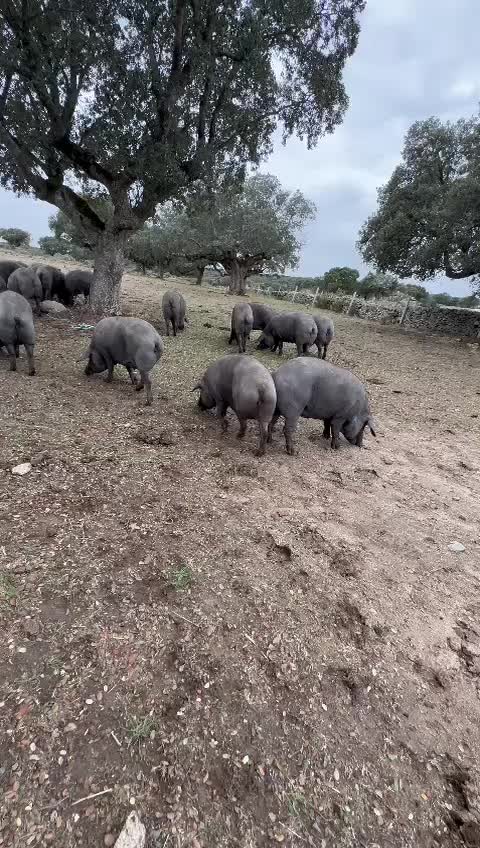 Cerdos Ibericos comiendo Bellotas