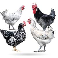 gallinas-raza-andaluzas-espanolas