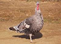 hembra plateada de pavo oscense