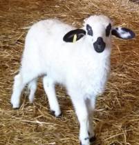 lechazo-churro-2-286x300