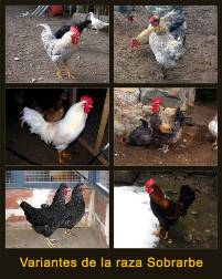 variedades-raza-sobrarbe-blog1